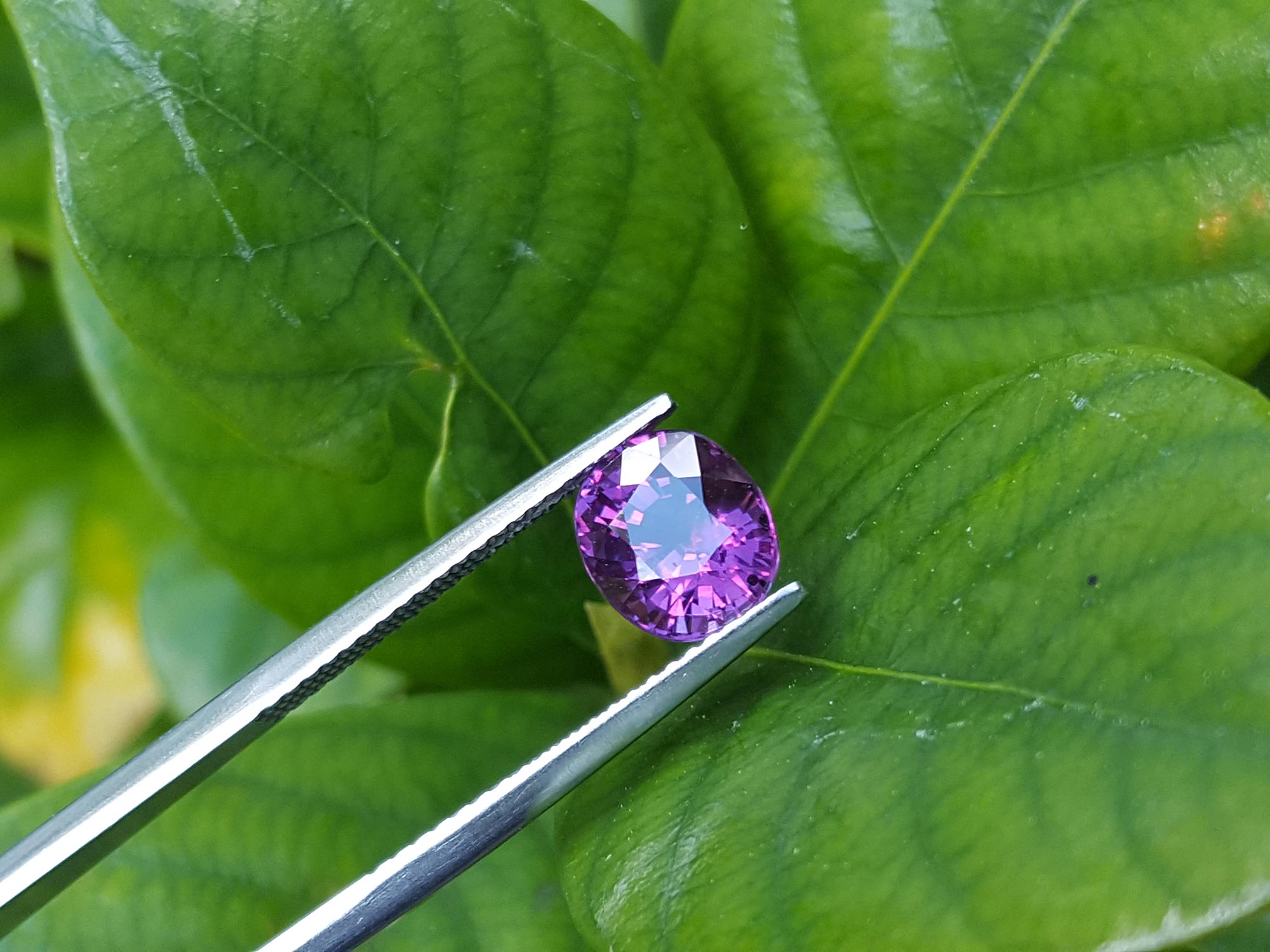 Intense color pink sapphire