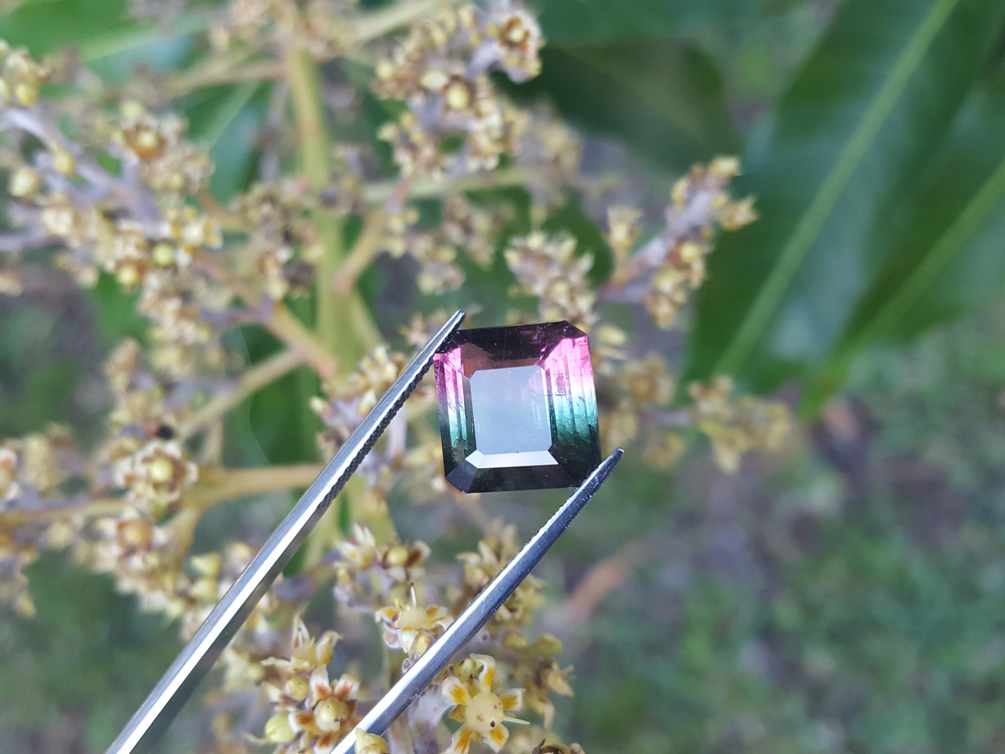 watermelon tourmaline from Brazil
