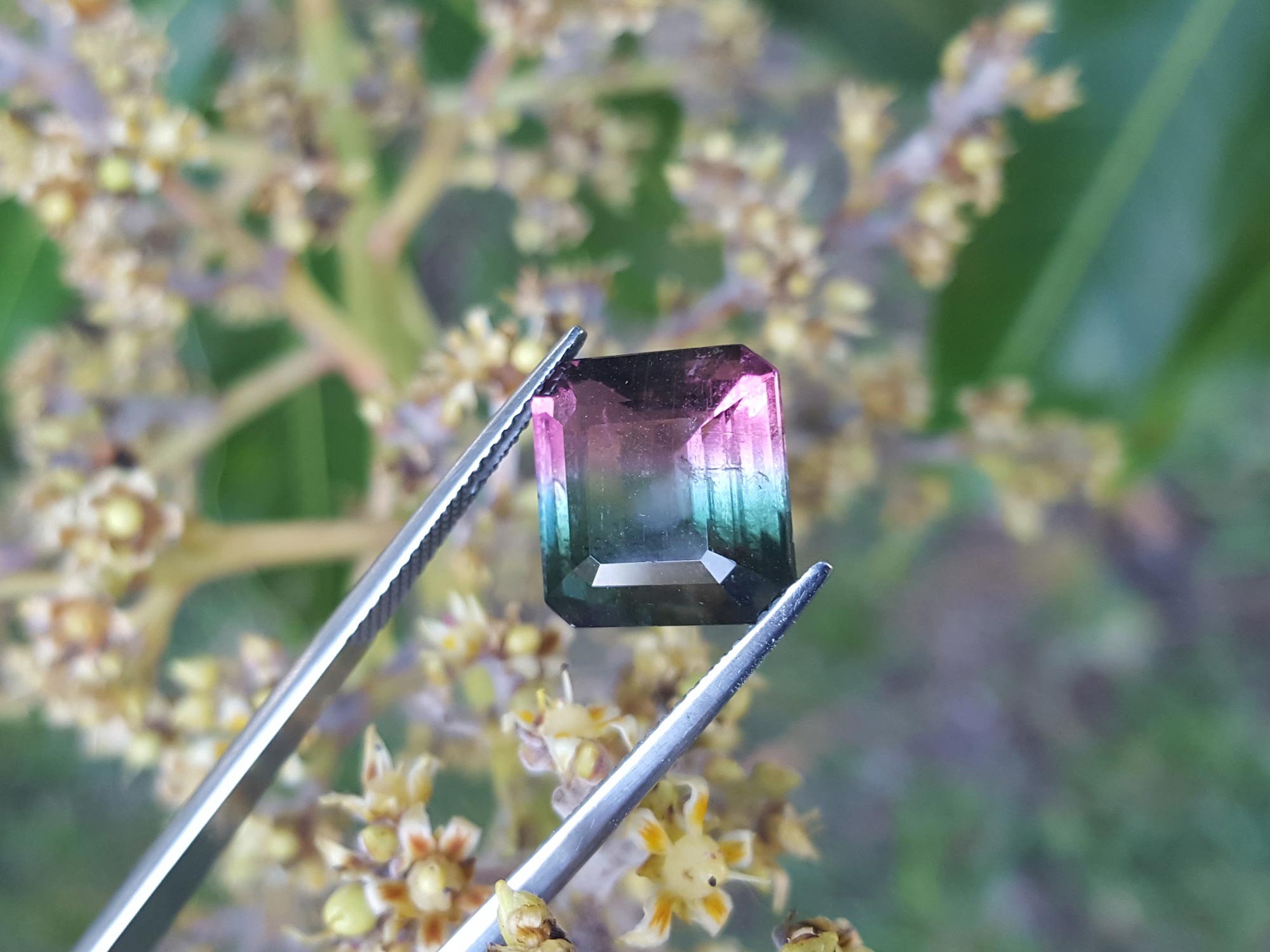 Tourmaline watermelon bicolor