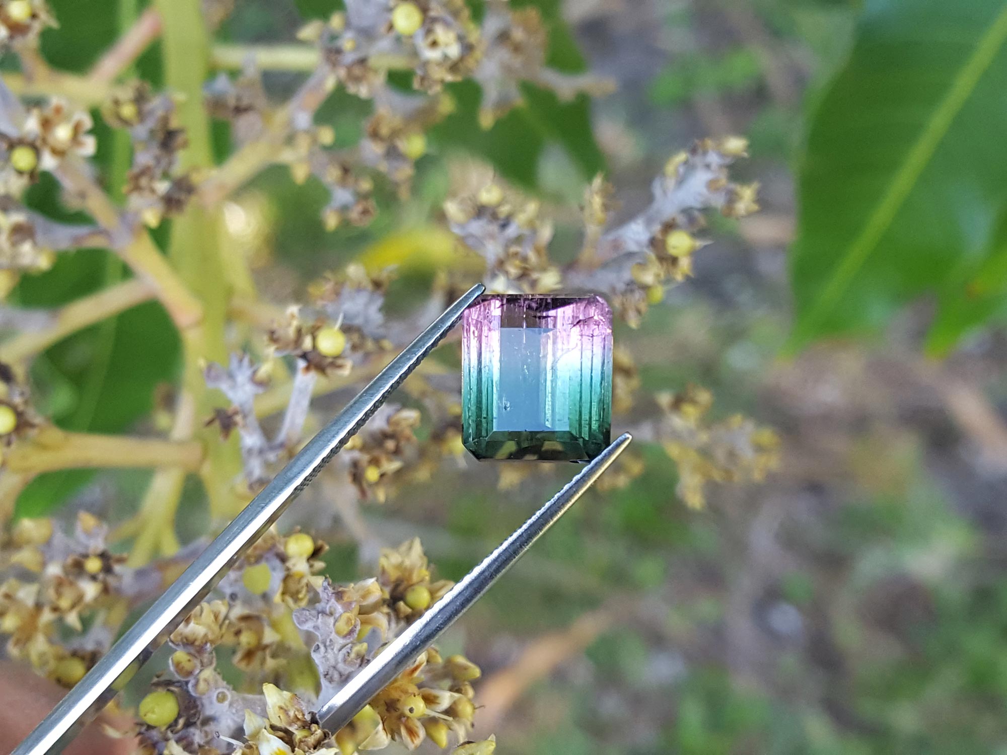 watermelon tourmaline from Brazil