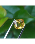 Asscher cut loose yellow sapphire natural gemstone, held by tweezers with a green leafy background