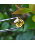 Asscher cut loose yellow sapphire natural gemstone, held by tweezers with a natural green leaf background