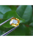 Asscher cut loose yellow sapphire natural gemstone, held by tweezers with a green leafy background