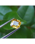 Asscher cut loose yellow sapphire natural gemstone, held by tweezers with a green leafy background