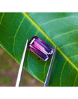 3.65 ct. Brazilian Tourmaline Watermelon gemstone, red mint fire to soft blue-green, held by tweezers on a leaf.