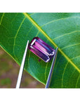 3.65 ct. Brazilian Tourmaline Watermelon gemstone, red mint fire to soft blue-green, held by tweezers on a leaf.