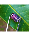 3.65 ct. Brazilian Tourmaline Watermelon gemstone, red mint fire to soft blue-green, held by tweezers on a leaf.