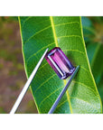 Brazilian watermelon tourmaline held by tweezers on a green leaf