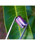 Pink watermelon tourmaline held by tweezers on a green leaf