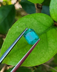 1.57 carat emerald-cut Muzo Colombian emerald, medium bluish-green, held by tweezers on a green leaf.
