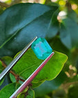 Sparkling 1.57 carat emerald-cut Muzo Colombian emerald held by tweezers against green leaves.