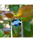 Natural Australian loose sapphire oval cut, held between tweezers with a natural leafy background