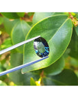 3.04 ct natural Australian deep blue-green oval sapphire held by tweezers against green leaves.