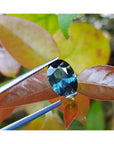 Oval-shaped blue sapphire gemstone held by tweezers against a leafy red background
