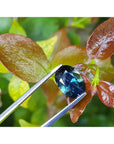 Natural Australian loose sapphire oval cut, held by tweezers against a leafy green background