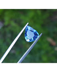 Vibrant pear-shaped blue sapphire gemstone held by tweezers against a green background.