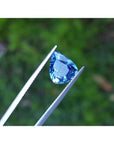Vibrant pear-shaped blue sapphire gemstone held by tweezers against a green background.