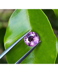 2.00 ct round cut natural pink sapphire held by tweezers against a green leaf.