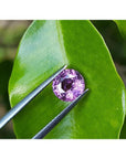 2.00 ct round cut natural pink sapphire held by tweezers against a green leaf.