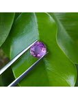 Round cut natural purple sapphire loose stone held by tweezers against green leaves.