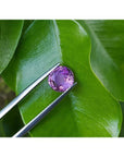 Round cut natural purple sapphire loose stone held by tweezers against green leaves.