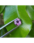 Loose round cut natural pink sapphire gemstone held by tweezers on a green leaf
