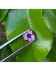 2.00 ct round cut natural pink sapphire loose stone held by tweezers against green leaves.