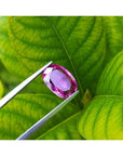 3.51 ct. natural pink sapphire, oval cut, held by tweezers against green leaves.