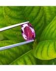 Loose natural pink sapphire oval cut from Sri Lanka, held by tweezers against a green leaf background