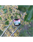 Square watermelon tourmaline held by tweezers over a branch with small flowers.