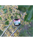 Square watermelon tourmaline held by tweezers over a branch with small flowers.