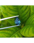 Blue teardrop-shaped Australian sapphire held by tweezers on green leaves
