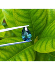 Loose Australian blue sapphire pear shaped, held by tweezers against a green leafy background