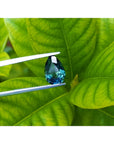 3.22 ct. loose Australian blue sapphire, pear-shaped deep blue-green, held by tweezers against green leaves.