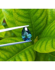 3.22 ct. loose Australian blue sapphire, pear-shaped deep blue-green, held by tweezers against green leaves.