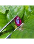 Loose natural ruby oval cut certified, front side table and crown are visibles tweezers holding over three leaves