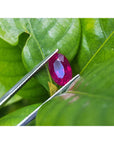 Loose natural ruby oval cut certified, front side table and crown are visibles tweezers holding over three leaves