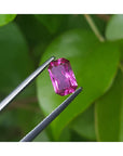 GIA certified loose natural pink sapphire held by tweezers against a green leafy background