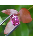GIA certified loose natural pink sapphire held by tweezers on a red leaf with a green background