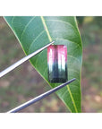 This brazilian watermelon tourmaline is being held on a leaf with tweezers.