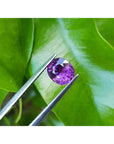Natural Pink Sapphire Oval cut Intense and Vibrant Color, held by tweezers against a green leafy background