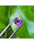 2.59 ct. natural intense vivid pink sapphire, oval cut, held by tweezers against green leaves.
