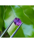 2.59 ct natural pink sapphire, intense vivid oval cut, held by tweezers against green leaves.