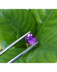 2.59 ct natural intense vivid pink sapphire, oval cut, held by tweezers against green leaves.