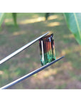 A watermelon tourmaline held between tweezers with a blurred green leafy background.