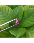 1.59 carat natural Burma ruby, oval cut, medium deep red, held by tweezers over green leaves.