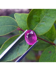 Sparkling 2.38 carat oval cut Mozambique ruby held by tweezers against green leaves.