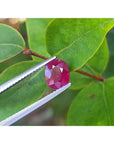 Oval-shaped natural ruby gemstone held by tweezers against a green leaves background