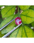 1.68 ct. oval-cut Burmese natural ruby, medium deep red, held by tweezers against green leaves.