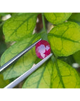 1.68 ct. oval-cut Burmese natural ruby, medium deep red, held by tweezers against green leaves.